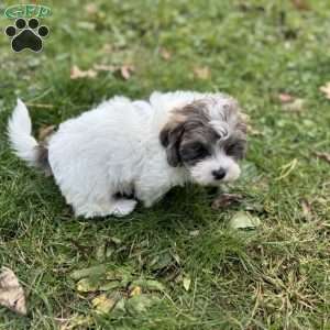 Hazel, Shih-Poo Puppy